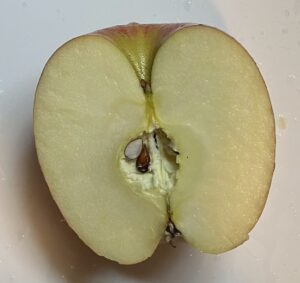 瑞々しくて美味しそうなりんごの断面